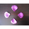 pétale de rose violette